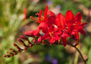 Crocosmia (montbrecia) - plantation et entretien en plein champ. Cultiver la crocosmie à partir de graines. Description, types avec photos