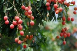 Litchi: grandir à partir d'une pierre à la maison