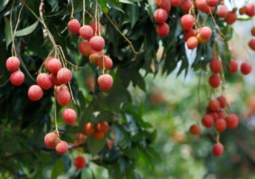 Litchi: grandir à partir d'une pierre à la maison