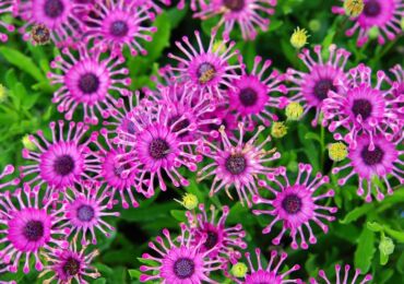 Osteospermum: plantation et entretien en plein champ, poussant à partir de graines