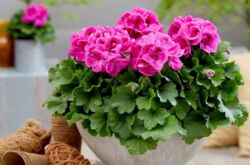 Pelargonium royal: soins à domicile, transplantation et reproduction