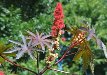 Huile de ricin: plantation et entretien en plein champ, à partir de graines