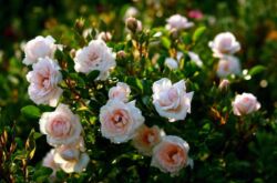 Rosiers arbustifs: plantation et entretien en plein champ, poussant dans le jardin