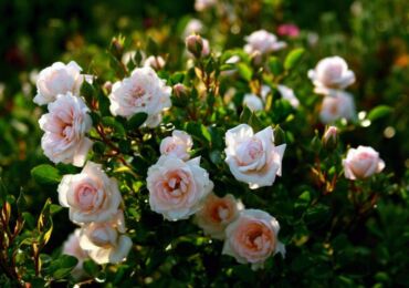 Rosiers arbustifs: plantation et entretien en plein champ, poussant dans le jardin