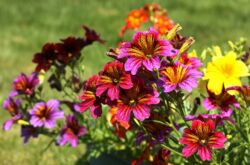 Salpiglossis: plantation et entretien en plein champ, à partir de graines