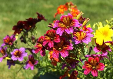 Salpiglossis: plantation et entretien en plein champ, poussant à partir de graines