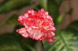 Carnation Shabo - plantation et entretien en plein champ. Faire pousser des œillets Shabo à partir de graines. Description, types avec photos