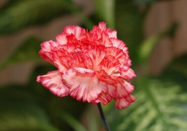 Carnation Shabo - plantation et entretien en plein champ. Faire pousser des œillets Shabo à partir de graines. Description, types avec photos