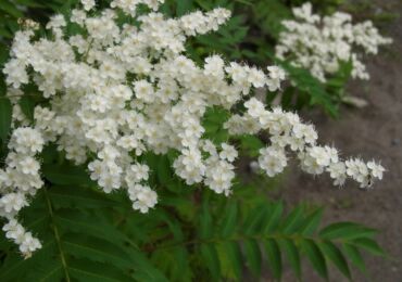 Fieldfare: plantation et entretien en plein champ, culture et reproduction