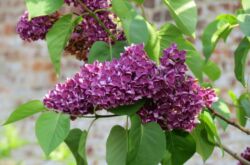 Lilas: plantation et entretien en plein champ, poussant au jardin