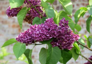 Lilas: plantation et entretien en plein champ, poussant au jardin