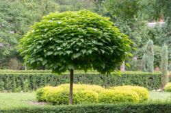 Catalpa: plantation et entretien en plein champ, culture au jardin