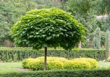 Catalpa: plantation et entretien en plein champ, culture au jardin