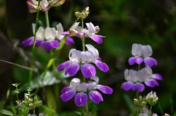 Collinsia: plantation et entretien en plein champ, à partir de graines