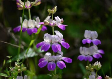 Collinsia: plantation et entretien en plein champ, à partir de graines