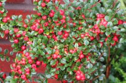 Cotoneaster: plantation et entretien en plein champ, culture au jardin