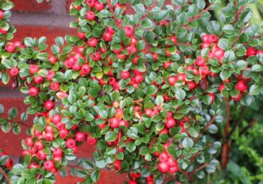 Cotoneaster: plantation et entretien en plein champ, culture au jardin