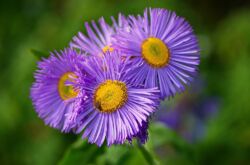 Erigeron (à petits pétales): plantation et entretien en plein champ, photos et vues