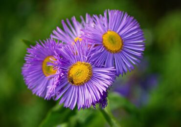 Erigeron (à petits pétales): plantation et entretien en plein champ, photos et vues