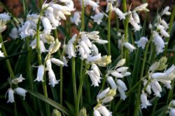 Galtonia: plantation et entretien en plein champ, culture au jardin