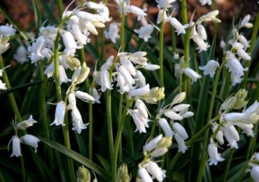 Galtonia: plantation et entretien en plein champ, culture au jardin