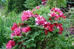 Pivoines arborescentes: plantation et entretien en plein champ, poussant dans le jardin