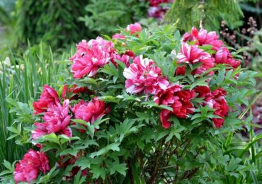 Pivoines arborescentes: plantation et entretien en plein champ, poussant dans le jardin