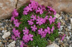 Saponaria (saponaria): plantation et entretien en plein champ, à partir de graines