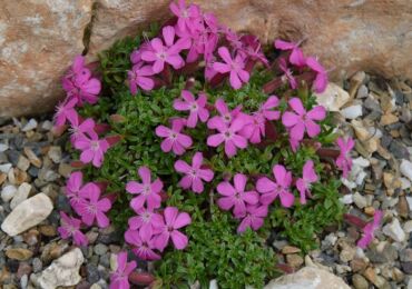 Saponaria (saponaria): plantation et entretien en plein champ, à partir de graines