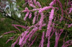 Tamarix: plantation et entretien en plein champ, culture, photos et espèces