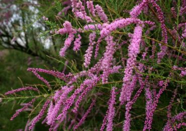 Tamarix: plantation et entretien en plein champ, culture, photos et espèces