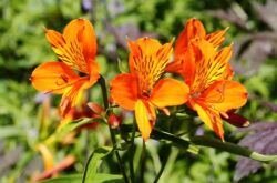 Alstroemeria: plantation et entretien en plein champ, à partir de graines, de photos et d'espèces