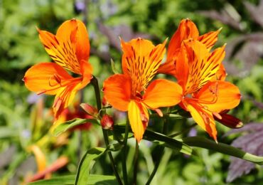 Alstroemeria: plantation et entretien en plein champ, à partir de graines, de photos et d'espèces