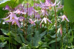 Kandyk (érythronium): plantation et entretien en plein champ, culture, photos et espèces