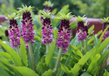 Eukomis: plantation et entretien en plein champ, culture, photos et espèces