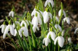 Perce-neige: plantation et entretien en plein champ, culture, photos et espèces