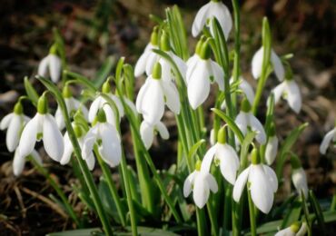 Perce-neige: plantation et entretien en plein champ, culture, photos et espèces