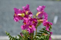 Incarvillea: plantation et entretien en plein champ, culture, photos et espèces