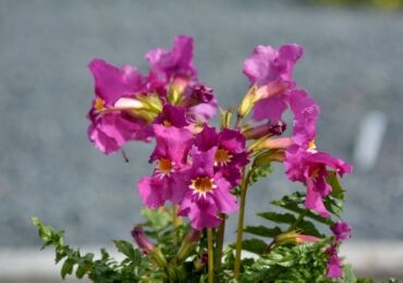 Incarvillea: plantation et entretien en plein champ, culture, photos et espèces