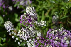 Lobularia: plantation et entretien en plein champ, à partir de graines, de photos et d'espèces