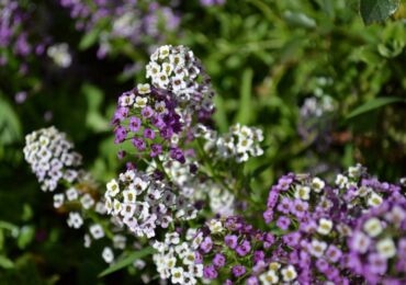 Lobularia: plantation et entretien en plein champ, à partir de graines, de photos et d'espèces