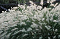 Pennisetum: plantation et entretien en plein champ, culture, photos et espèces