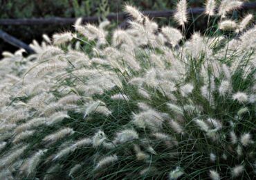 Pennisetum: plantation et entretien en plein champ, culture, photos et espèces