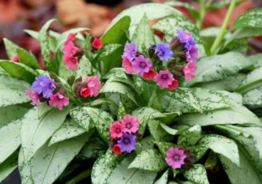 Lungwort: plantation et entretien en plein champ, propriétés médicinales et contre-indications