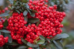 Pyracantha: plantation et entretien en plein champ, culture, photos et espèces