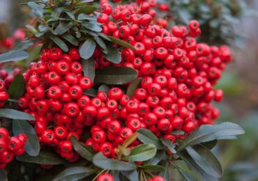 Pyracantha: plantation et entretien en plein champ, culture, photos et espèces