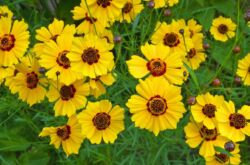 Coreopsis: plantation et entretien en plein champ, à partir de graines, de photos et d'espèces