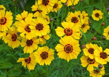 Coreopsis: plantation et entretien en plein champ, à partir de graines, de photos et d'espèces