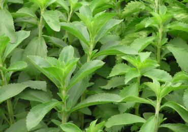 Stevia: plantation et entretien en plein champ, culture, propriétés médicinales