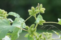 Cocklebur: plantation et entretien en plein champ, propriétés médicinales